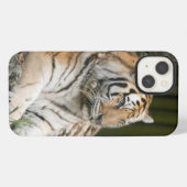 Etui iPhone 13 Tigre de Sibérie (Verso Horizontal)
