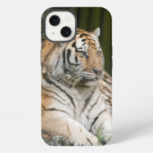 Etui iPhone 13 Tigre de Sibérie