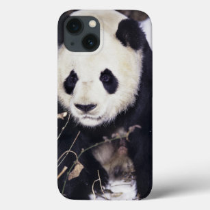 Etui iPhone Case-Mate Asie, Chine, province du Sichuan. Panda géant en 2