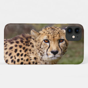Étui pour iPhone 11 Cheetah