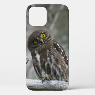 Étui pour iPhone 12 de la Chouette pygmée du Nord