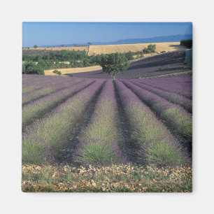 EU, Frankrijk, Provence, Lavendelvelden 2 Magneet
