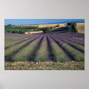EU, Frankrijk, Provence, Lavendelvelden 2 Poster