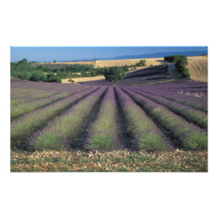 EU, Frankrijk, Provence, Lavendelvelden Foto Afdruk