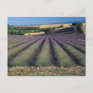 EU, Frankrijk, Provence, Lavender fields 2 Briefkaart