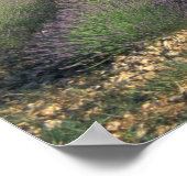 EU, Frankrijk, Provence, Lavender fields 2 Poster (Hoek)