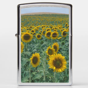 EU, Frankrijk, Provence, Zonnebloemveld