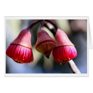 Eucalyptus caesia-cadeaukaart - 03