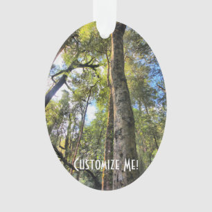 Eucalyptus gommiers de la forêt pluviale australie