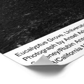 Eucalyptus Grove, UC Berkeley, 1967 Poster (Hoek)