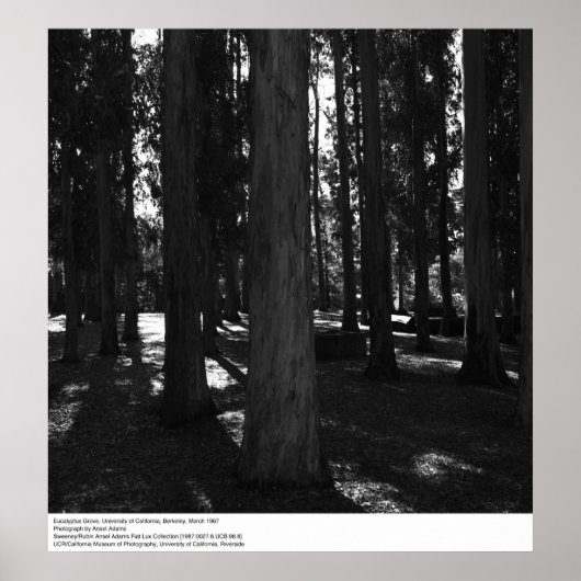 Eucalyptus Grove, UC Berkeley, 1967 Poster (Voorkant)