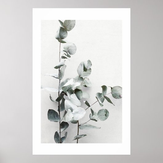EUCALYPTUS TWIGS NO1, POSTER (Devant)