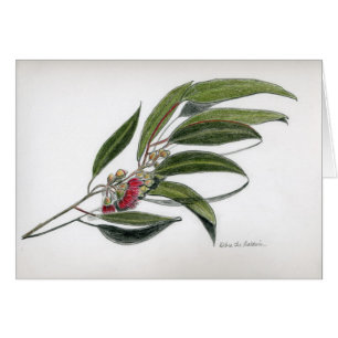 Eucalyptusbladeren