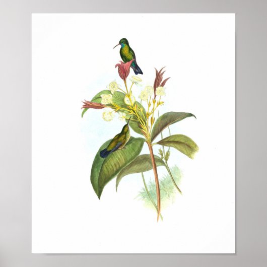 Eucephala caerulea (blauw-chinned Sapphire) Poster (Voorkant)