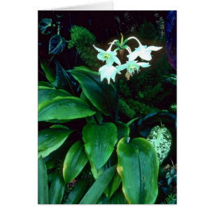 Eucharis Grandiflora (Amazon) Roze bloemen