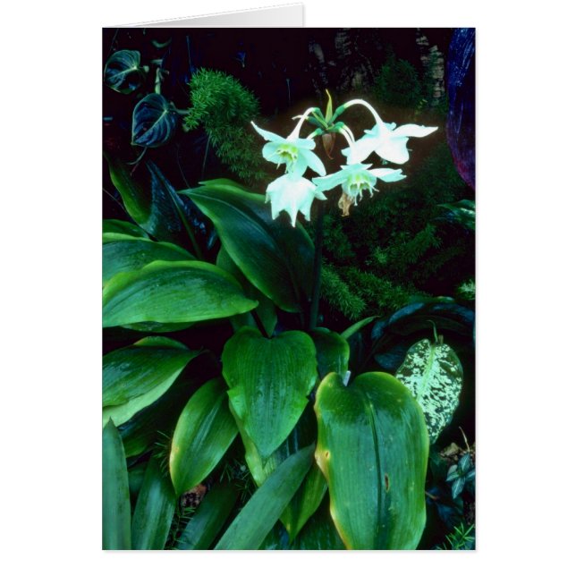 Eucharis Grandiflora (Amazon) Roze bloemen (Voorkant)