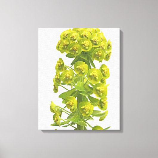 Euphorbia Canvas Afdruk (Voorkant)
