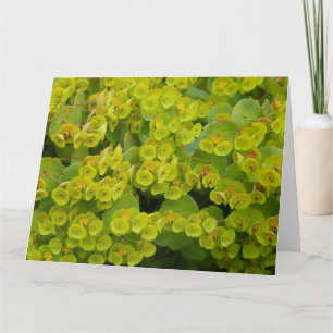 Euphorbia Kaart