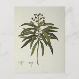 Euphorbia Mellifera Briefkaart