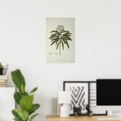 Euphorbia Mellifera Poster (Thuiskantoor)