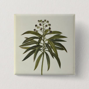 Euphorbia Mellifera Vierkante Button 5,1 Cm