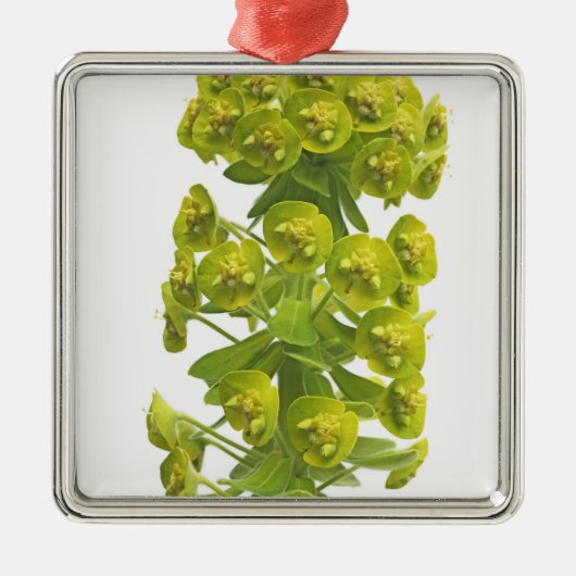 Euphorbia Metalen Ornament (Voorkant)