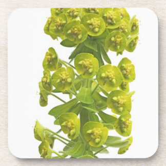 Euphorbia Onderzetter