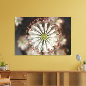 Euphorbia polygona 'Snowflake impression de toile (Insitu(Salon))