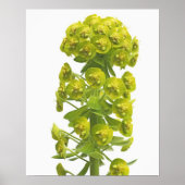 Euphorbia Poster (Voorkant)