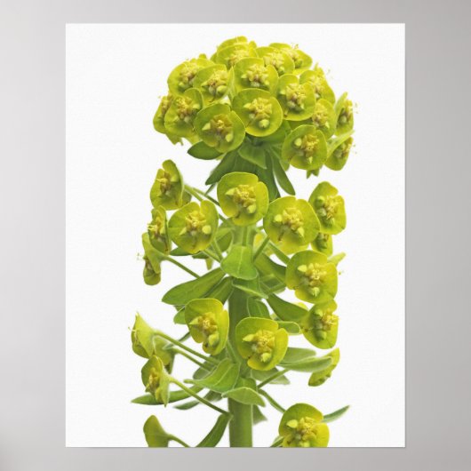 Euphorbia Poster (Voorkant)