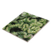 Euphorbia Tegeltje (Zijkant)