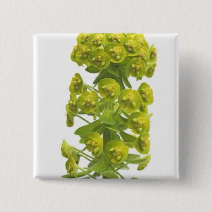 Euphorbia Vierkante Button 5,1 Cm