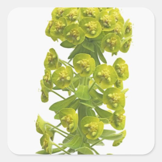 Euphorbia Vierkante Sticker (Voorkant)