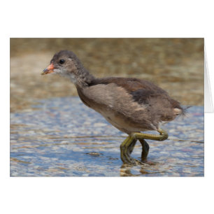 Eurasian Coot Young Chick
