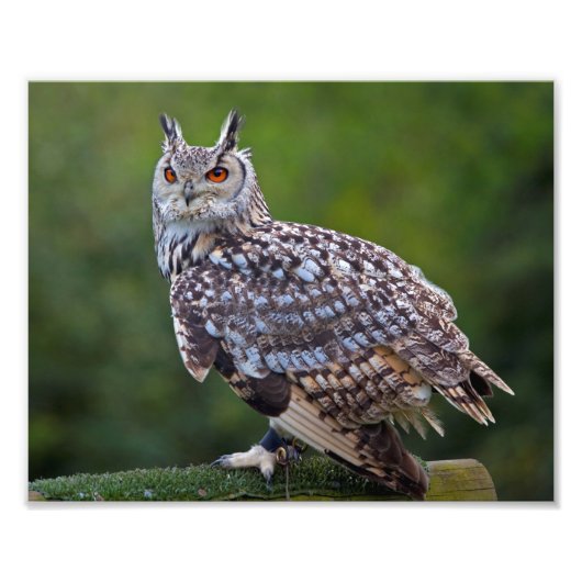 Eurasian Eagle Owl Print Foto Afdruk (Voorkant)