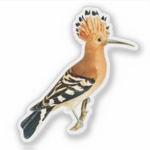 Eurasian Hoopoe Bird Sticker