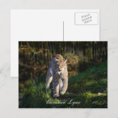 Eurasian Lynx Briefkaart (Voorkant / Achterkant)