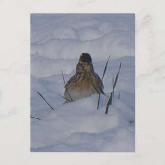 Eurasian Skylark Bird Close Up DIY Postcard Feestdagenkaart