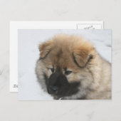Eurasier Puppy Briefkaart (Voorkant / Achterkant)