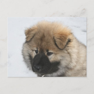 Eurasier Puppy Briefkaart