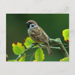 Euraziatische boomgaard in het najaar briefkaart
