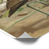Euraziatische Curlew vogelillustratie Poster (Hoek)