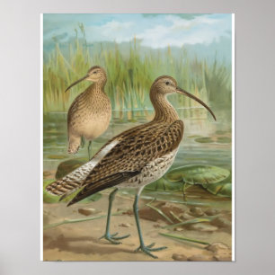 Euraziatische Curlew vogelillustratie Poster