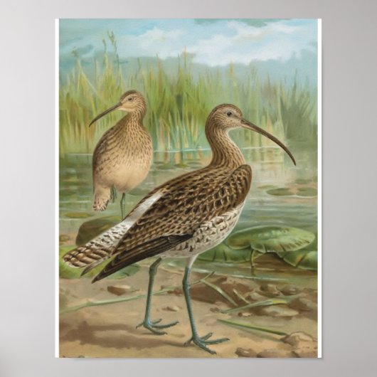 Euraziatische Curlew vogelillustratie Poster (Voorkant)