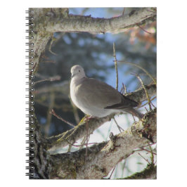 Euraziatische duif op mantel notitieboek