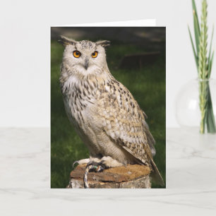 Euraziatische Eagle Owl Kaart
