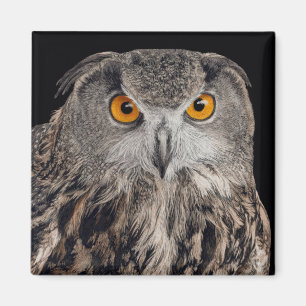 Euraziatische Eagle Owl Magnet Magneet