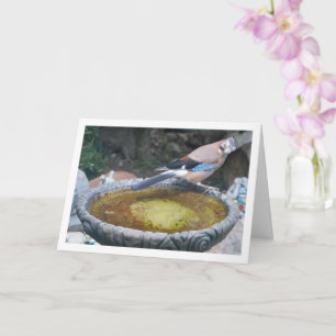 Euraziatische Jay Vogel Zittend op Vogelbad Kaart