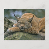 Europ �_ischer Luchs, Eurasischer Luchs (Lynx Briefkaart (Voorkant)