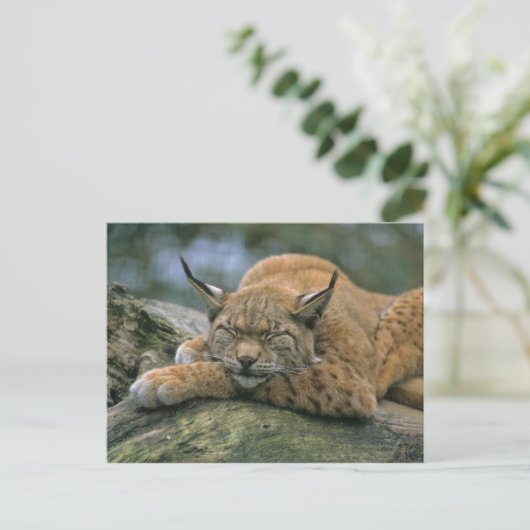 Europ �_ischer Luchs, Eurasischer Luchs (Lynx Briefkaart (Staand voorkant)